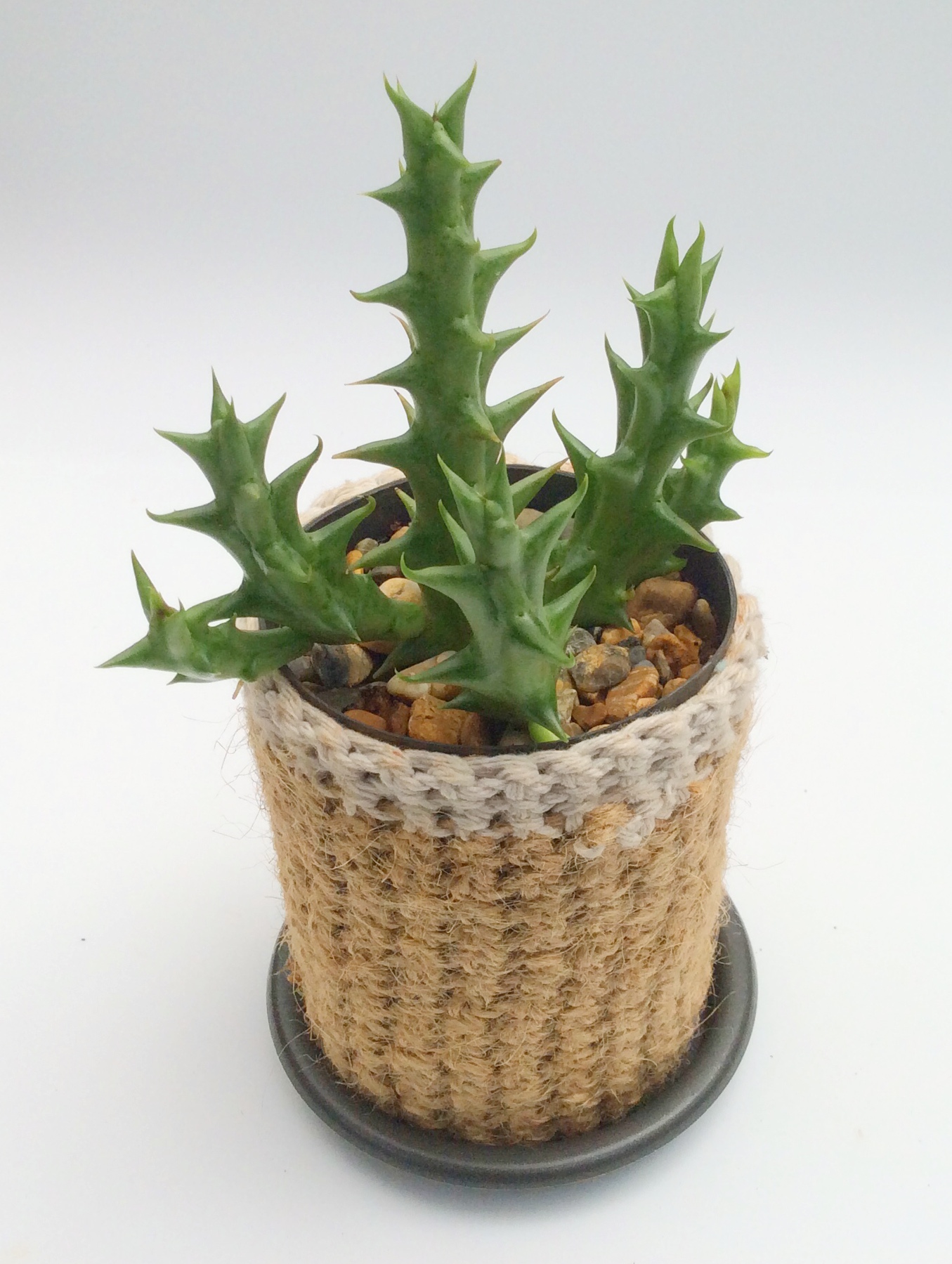 Single Cactus & Succulent Plants Lighthouse Cactus & Succulents